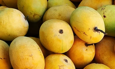 मंडियों में सजा आम का मौसम — इस साल मिठास और कीमतों का अलग-अलग चेहरा