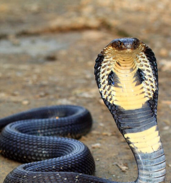 फन फैलाकर इंसान की तरह खड़ा हुआ 20 फीट लंबा किंग कोबरा — वायरल वीडियो ने इंटरनेट पर मचाया तहलका