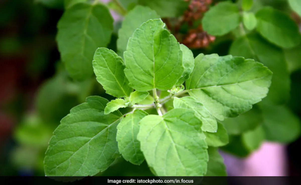 तुलसी की चाय: किडनी स्टोन को प्राकृतिक तरीके से गलाने में सहायक घरेलू उपाय