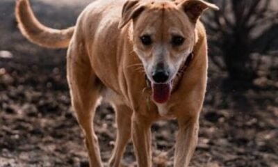Indian-Pariah-dog-with-the-tongue-out-walking-in-the-park_Wirestock-Creators_Shutterstock