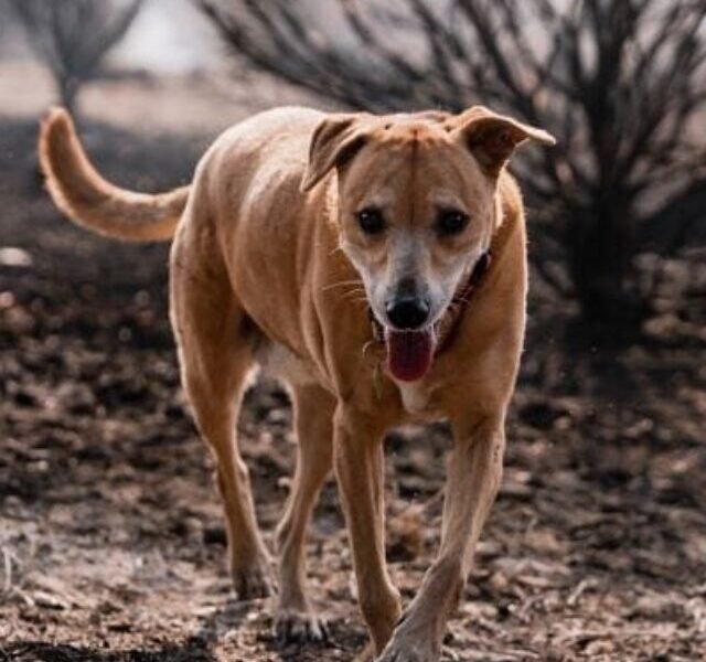 Indian-Pariah-dog-with-the-tongue-out-walking-in-the-park_Wirestock-Creators_Shutterstock