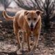 Indian-Pariah-dog-with-the-tongue-out-walking-in-the-park_Wirestock-Creators_Shutterstock