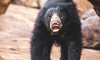 sloth-bear-paul-williams
