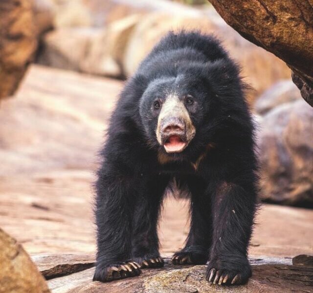 sloth-bear-paul-williams