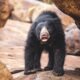 sloth-bear-paul-williams