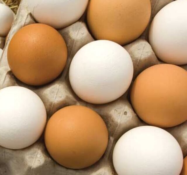 eggs1