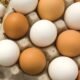 eggs1