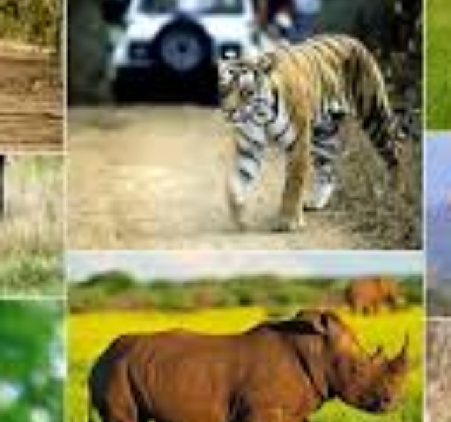 भारत के 5 वन्यजीव अभयारण्य जहाँ ज़रूर जाएँ