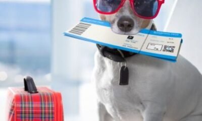 introducing-the-indian-pet-passport