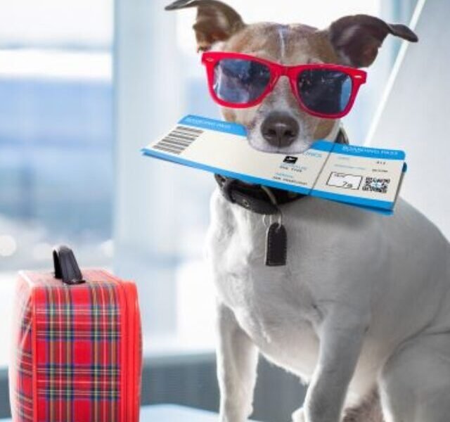 introducing-the-indian-pet-passport