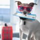 introducing-the-indian-pet-passport