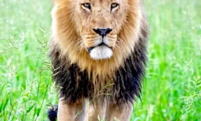 lion