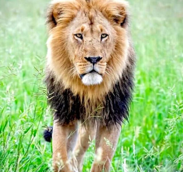 lion