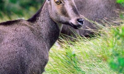 nilgiri-tahr-nilgiritragus-hylocrius