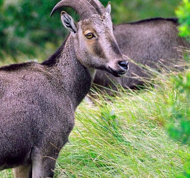 nilgiri-tahr-nilgiritragus-hylocrius