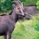 nilgiri-tahr-nilgiritragus-hylocrius