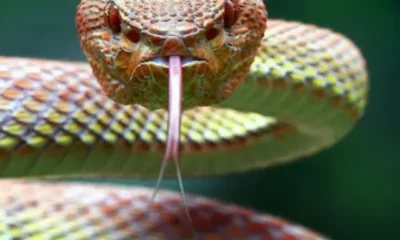 poisonous-snakes-no-antivenom