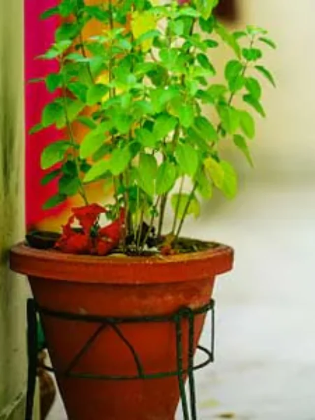 घर में तुलसी रखने के ये नियम आपको ज़रूर पता होने चाहिए