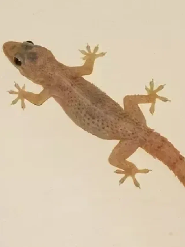 क्या सच में घर की छिपकली जहरीली होती है?