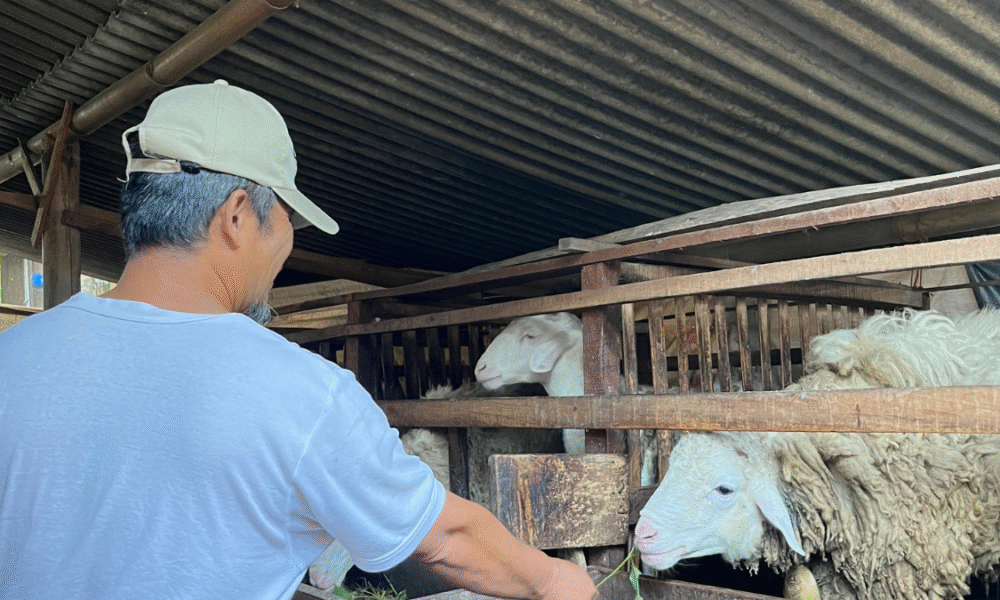 कर्मचारी ने वेलनेस अलाउंस से चिड़ियाघर में बकरियों को खिलाया खाना, बॉस बोले – “Best use of budget ever!”