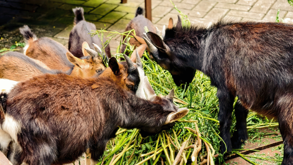 कर्मचारी ने वेलनेस अलाउंस से चिड़ियाघर में बकरियों को खिलाया खाना, बॉस बोले – “Best use of budget ever!”