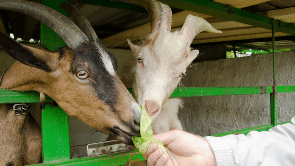 कर्मचारी ने वेलनेस अलाउंस से चिड़ियाघर में बकरियों को खिलाया खाना, बॉस बोले – “Best use of budget ever!”