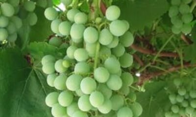 20200630_110618-700x394