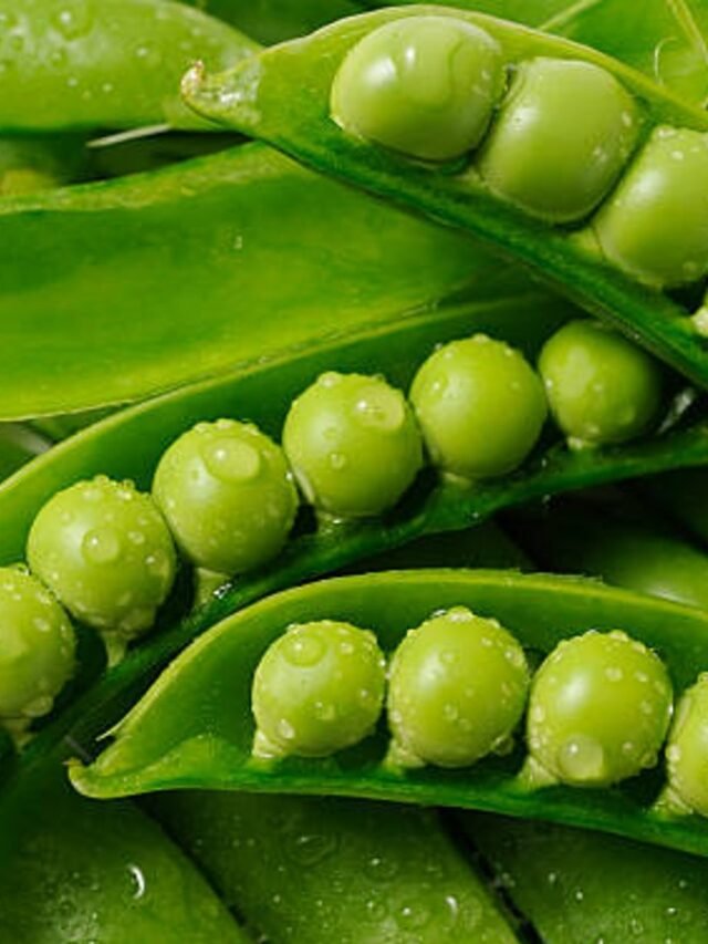 सर्दियों में फ्रेश मटर खाएं और देखें जादुई फायदे