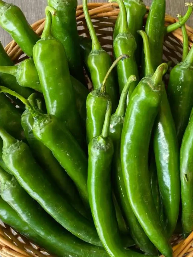 हरी मिर्च खाते हैं? जानिए शरीर पर होने वाले चौंकाने वाले फायदे!