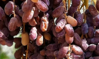 kcb5nick_6-benefits-of-eating-soaked-dates_625x300_04_July_25