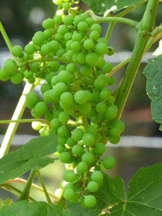 घर पर अंगूर की बेल कैसे लगाएं, अपनाएं ये आसान और कारगर तरीके