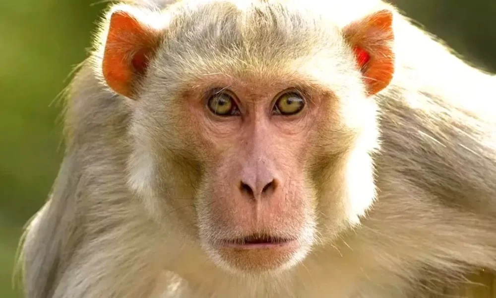 Delhi Monkey Menace: बंदरों को भगाने के लिए दिल्ली में निकली भर्ती