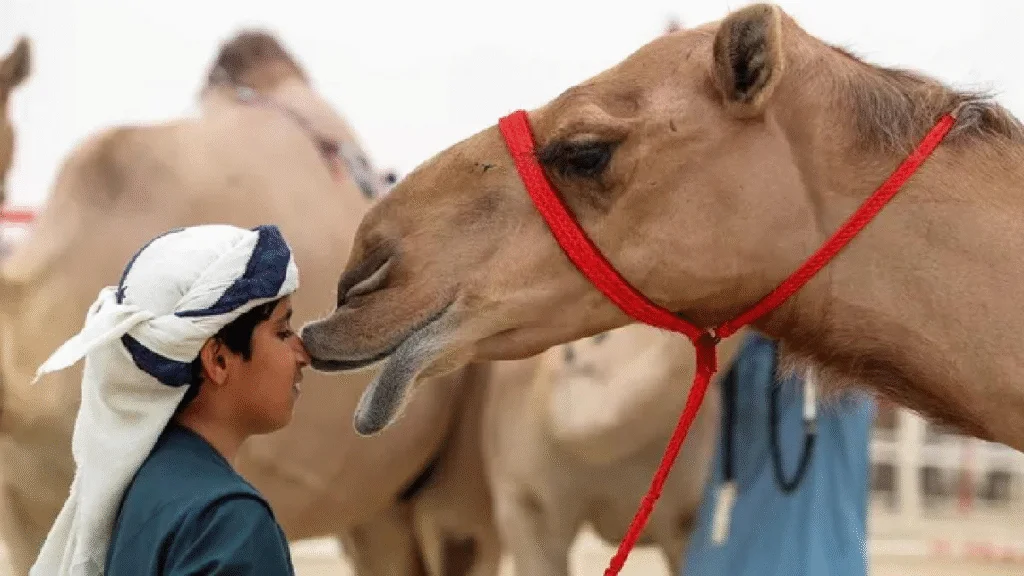 Saudi Arabia ने लॉन्च किया Camel Passport, ऊंटों को मिली डिजिटल पहचान
