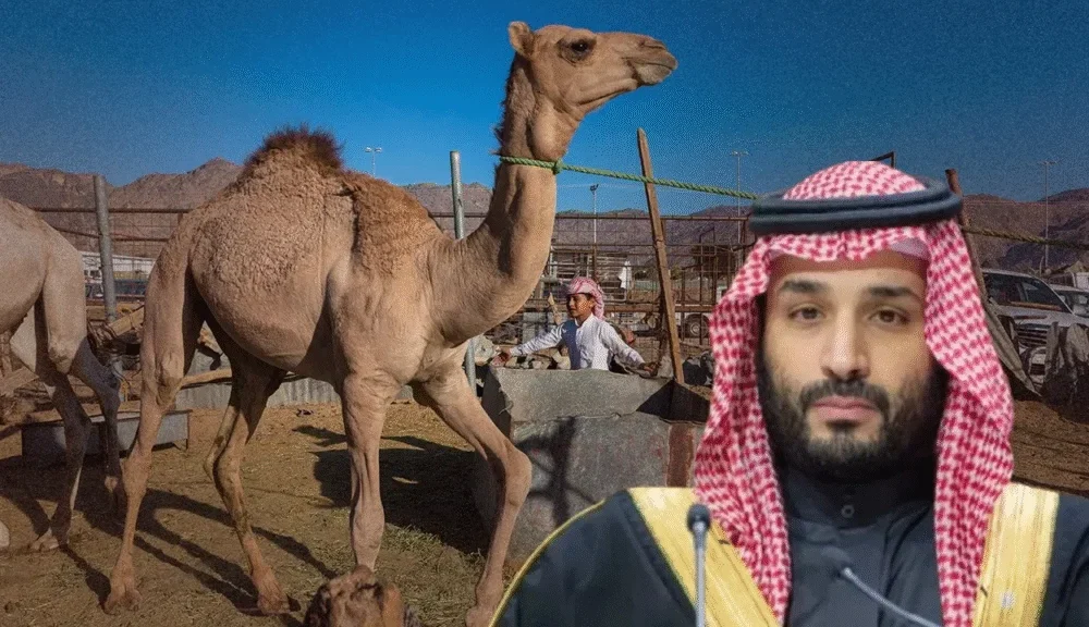 Saudi Arabia ने लॉन्च किया Camel Passport, ऊंटों को मिली डिजिटल पहचान
