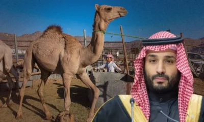Saudi Arabia ने लॉन्च किया Camel Passport, ऊंटों को मिली डिजिटल पहचान