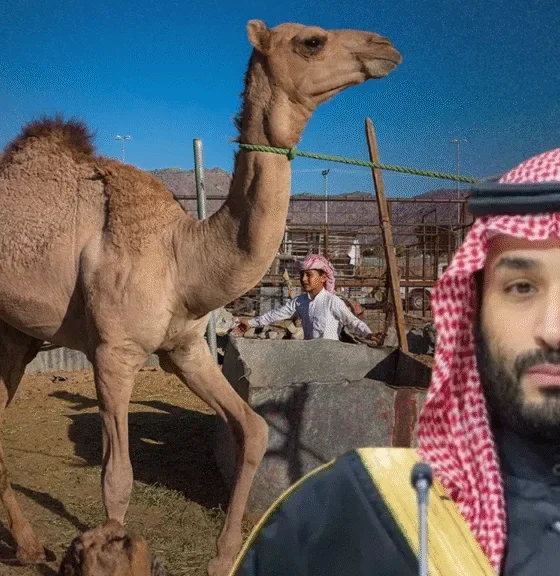 Saudi Arabia ने लॉन्च किया Camel Passport, ऊंटों को मिली डिजिटल पहचान