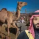 Saudi Arabia ने लॉन्च किया Camel Passport, ऊंटों को मिली डिजिटल पहचान