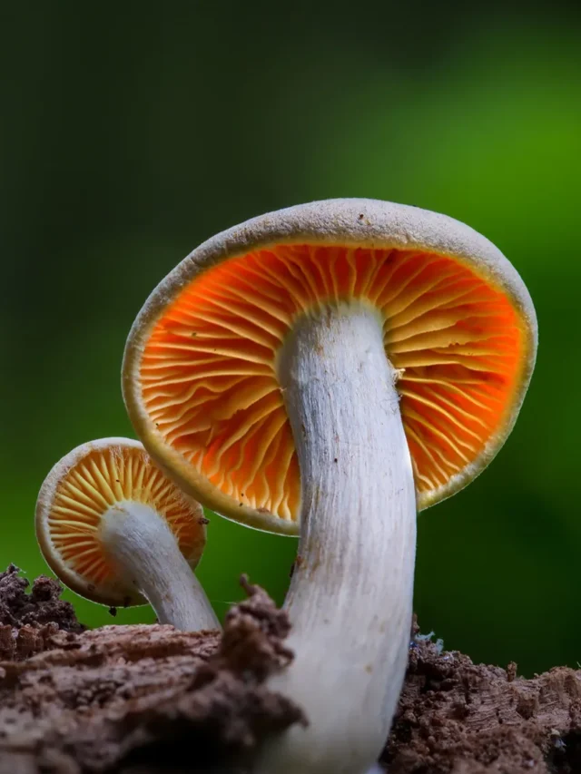 क्या आप जानते हैं मशरूम के ये 5 बड़े हेल्थ बेनिफिट्स?