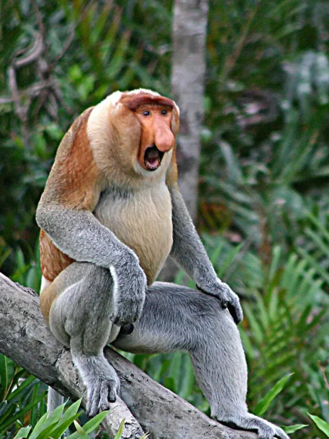 दुनिया के 5 सबसे दुर्लभ जानवर जो आप नहीं जानते | Rare Animals 2026