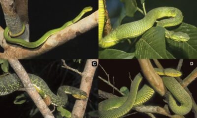 Myanmar New Snake Species: Ayeyarwady Pit Viper ने वैज्ञानिकों को किया हैरान