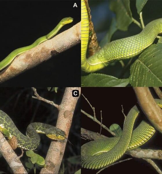 Myanmar New Snake Species: Ayeyarwady Pit Viper ने वैज्ञानिकों को किया हैरान