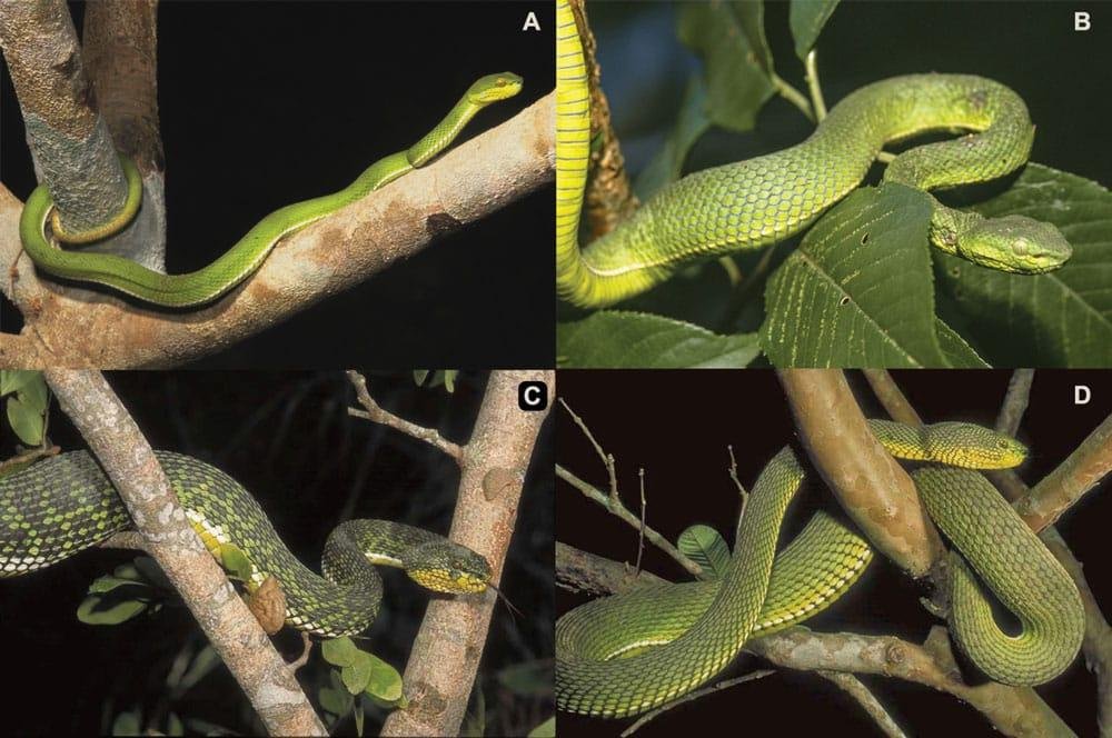 Myanmar New Snake Species: Ayeyarwady Pit Viper ने वैज्ञानिकों को किया हैरान