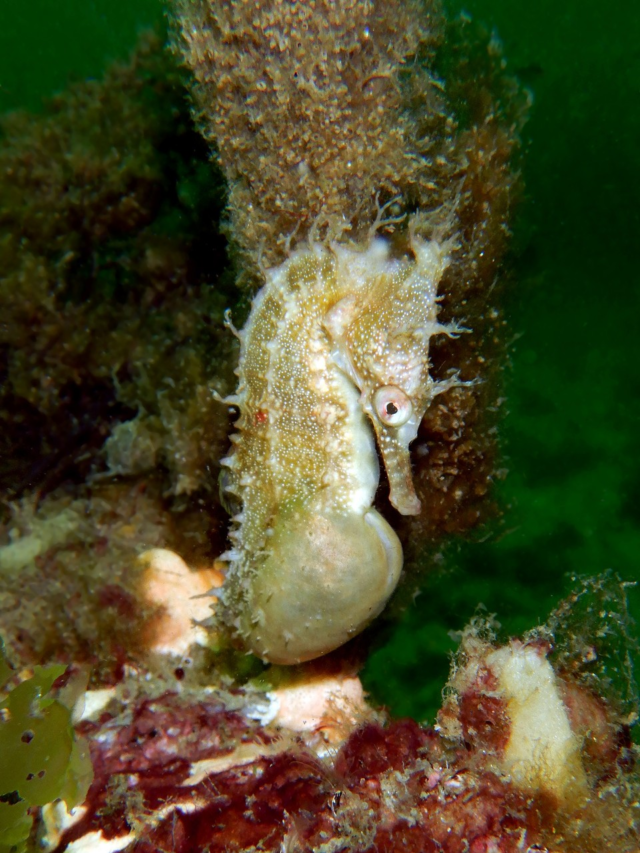 Weirdest Ways Animals Give Birth That You Won’t Believe