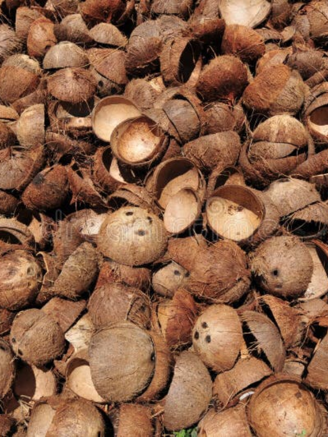 5 Amazing Coconut Facts That Will Leave You Speechless