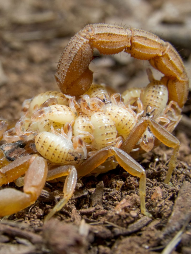 Weirdest Ways Animals Give Birth That You Won’t Believe